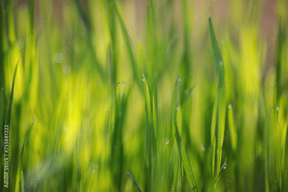 water drops on the green grass. Green grass and morning dew. Natural abstract soft green eco sunny background with grass and light spots. Fresh grass. 