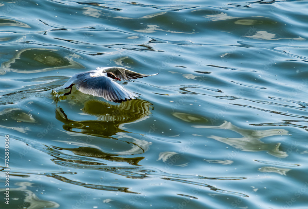 A seagull flies low over the water in close-up. A seagull flies low over the water in close-up.