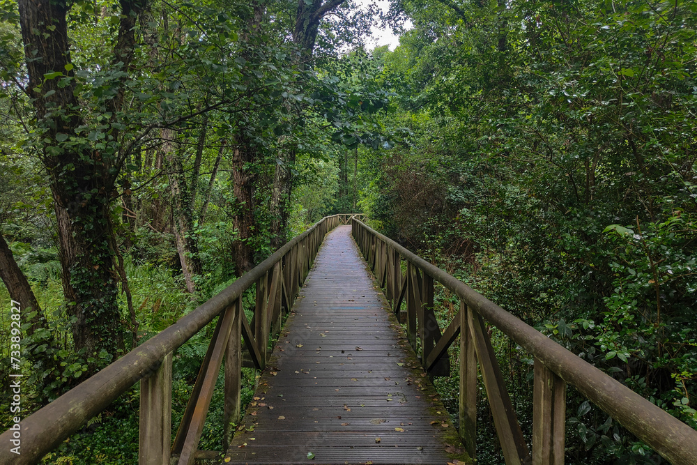 A wooden walkway leads through a lush, green forest, creating a peaceful and serene natural environment
