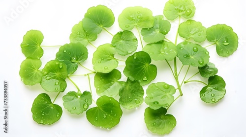 Centella asiatica leaves with rain drop isolated on white background top view. © Ziyan Yang
