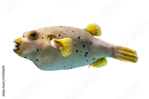 Tropical coral fish isolated on white background - puffer