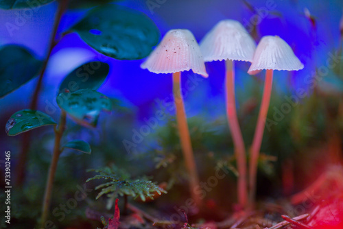 Selective focus. Hallucinogenic mushrooms. Mushrooms containing psilocybin.