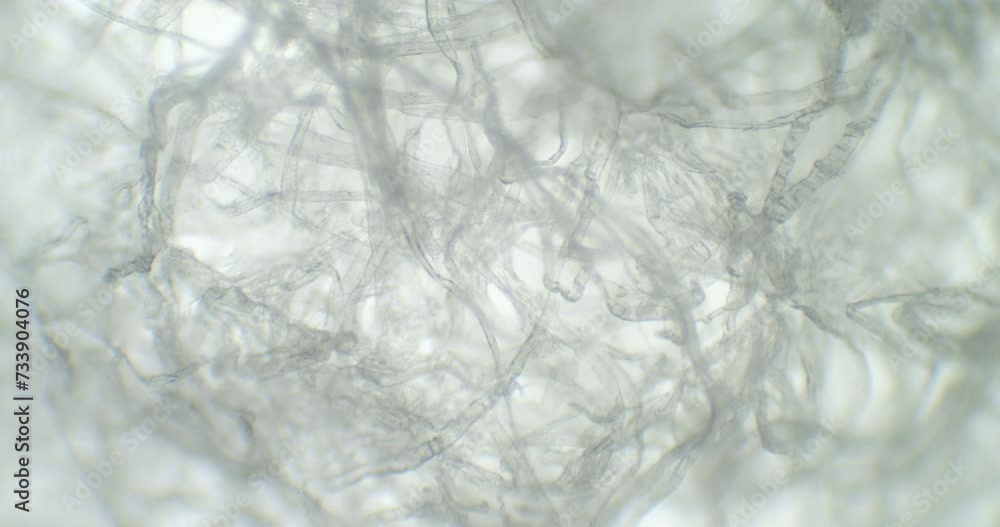 Bright spider web under a microscope. Thriller moving web. White fiber under a scope. Netting textile with floating microscopic germs. Cinematic shot of linen strings. Bright spider web under a microscope. Thriller moving web. White fiber under a scope. Netting textile with floating microscopic germs. Cinematic shot of linen strings.
