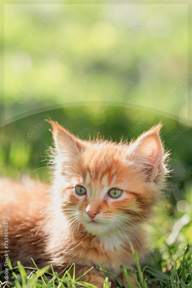 A small, cute, fluffy red kitten. Close-up of a kitten sitting on a green lawn in a summer park. Sunny, clear day. Copy space. created by artificial intelligence A small, cute, fluffy red kitten. Close-up of a kitten sitting on a green lawn in a summer park. Sunny, clear day. Copy space. created by artificial intelligence