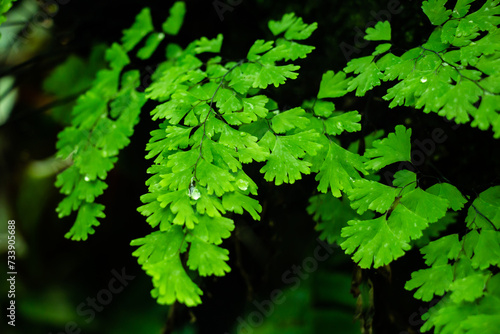 Close-up of leaf green fern