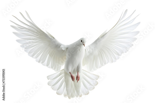 White bird flying isolated on white background