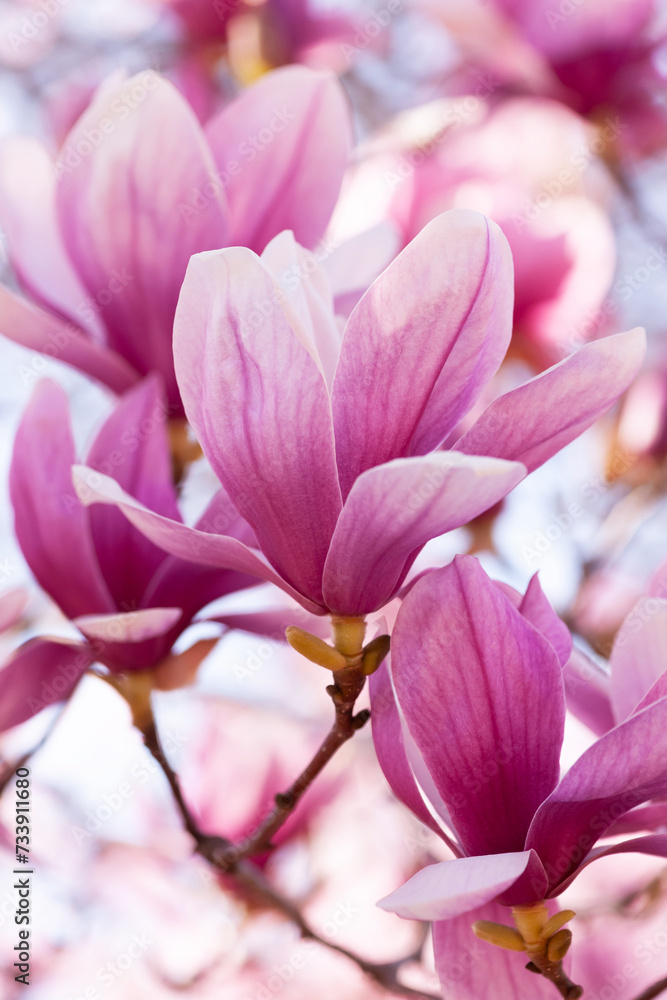 Fototapeta premium モクレンの花