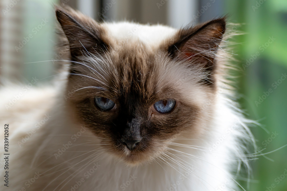 A portrait of a beautiful Ragdoll cat with blue eyes A portrait of a beautiful Ragdoll cat with blue eyes