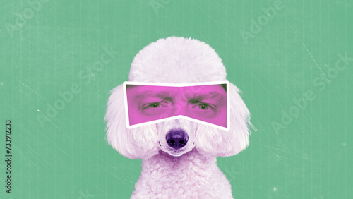 Contemporary art collage. White poodle with human eyes in pink neon filter with emotion of dissatisfaction . Animals with human facial expression. Concept of surrealism, fun, creativity, inspiration.