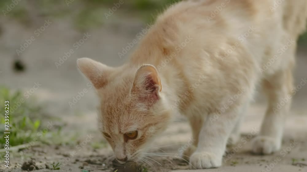 Orange and white cat playing with a small object on the ground. Shallow depth of field. Orange and white cat playing with a small object on the ground. Shallow depth of field.