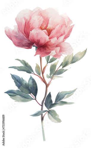 Elegant, hand-painted watercolor soft flower with leaves, perfect as an embellishment for wedding invitations, greeting cards, and other stationery projects. Isolated PNG transparent background.