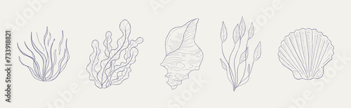 Seaweed, Algae and Sea Shells Hand Drawn Vector Set