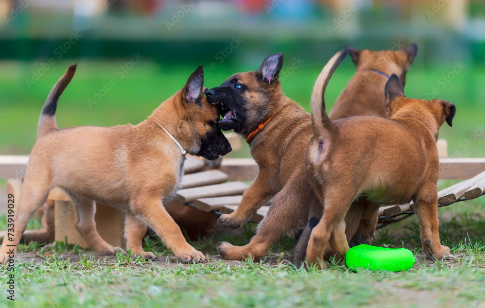 Group of puppies of belgian shepherd malinois playing with a toy and biting