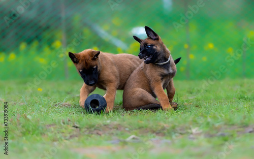 Two puppies belgian shepherd malinois malinois playing with a ball