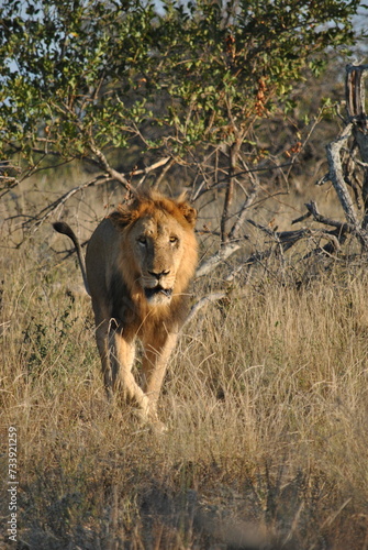 male lion in south africa © Wojtek