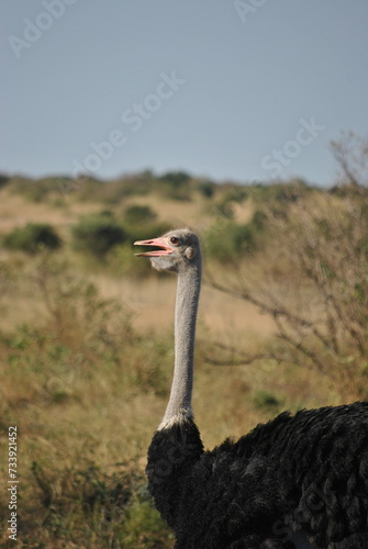 African ostrich © Wojtek
