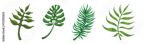 Tropical Exotic Green Leaves and Foliage Vector Set