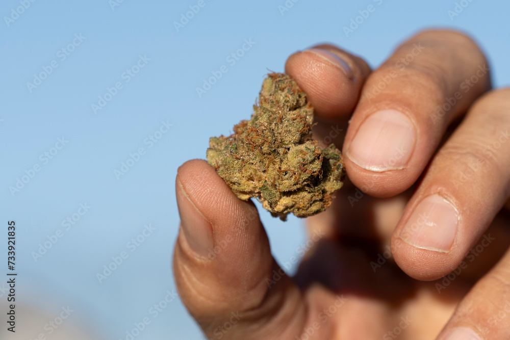 buds of the Cannabis sativa plant, marijuana, mallorca, balearic islands, spain buds of the Cannabis sativa plant, marijuana, mallorca, balearic islands, spain
