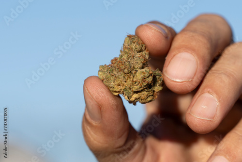 buds of the Cannabis sativa plant, marijuana, mallorca, balearic islands, spain