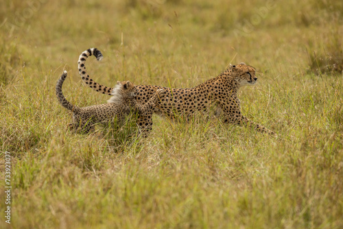 cheetah in the African savannah waiting for prey Namibia.