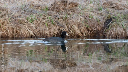 American Coots Swimming in a Marsh photo