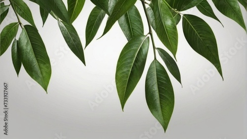 Mango fresh green leaves on a white background © Naila