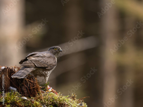 Female Sparrowhawk in Perched in the North of Scotland