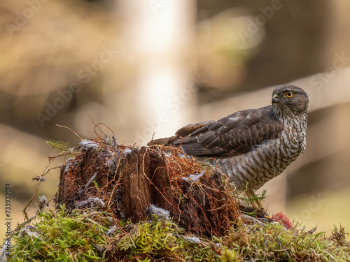 Female Sparrowhawk in the North of Scotland
