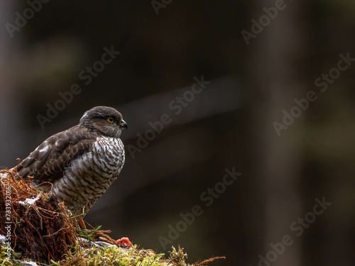 Female Sparrowhawk in the North of Scotland