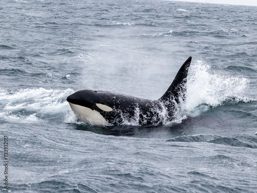 Bull Orca powering through the waves in Iceland