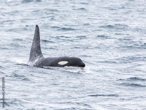 Bull Orca in Iceland © Daniel