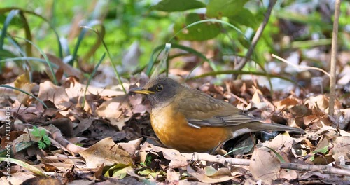 Brown-headed Thrush foraging on the ground in a forest bird seeking food in nature habitat photo