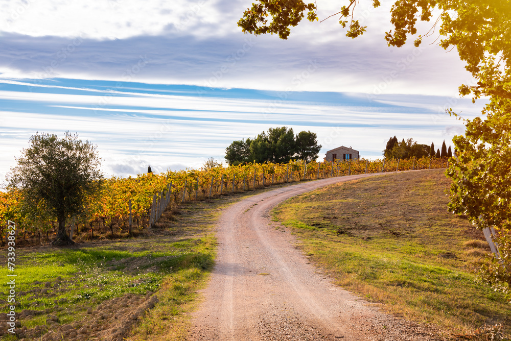 Countryside road among farming lands and vineyard