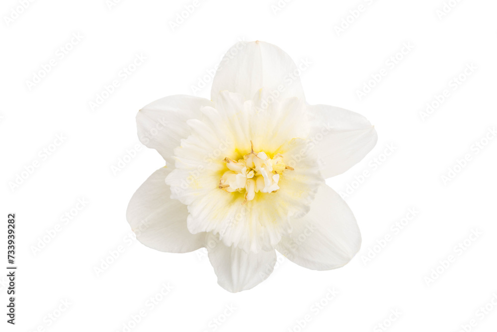 Obraz premium Flower of a daffodil with a yellow center isolated on a white background.