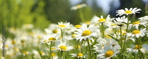 Chamomile flowers in the garden are exposed to sunlight during summer © diwek
