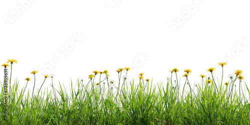 Seamless green meadow border with dandelions, isolated on transparent background. 3D render. 3D illustration.