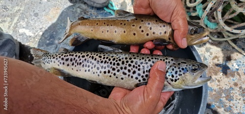 Sevan trout summer bakhtak salmi ischchan aestivalis and gegharkuni endemic species in lake sevan armenia photo