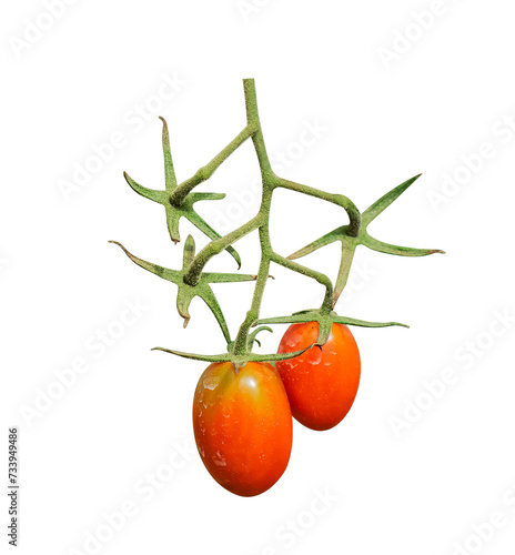 Productivity of plants emerging from stubs The fruit looks orange when ripe. Can be eaten as a snack Or you can use it to cook food. The branches and stems are bright green. There are soft white hairs