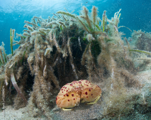Box crab (Calappa granulata) is a marine crustacean native to Mediterranean Sea. Alghero, Sardinia, Italy