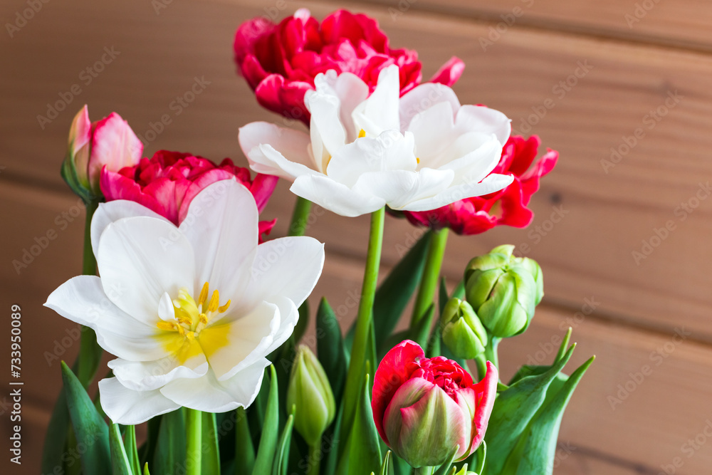 Fototapeta premium Bouquet of red and white tulip flowers is in front of wooden wall, close-up