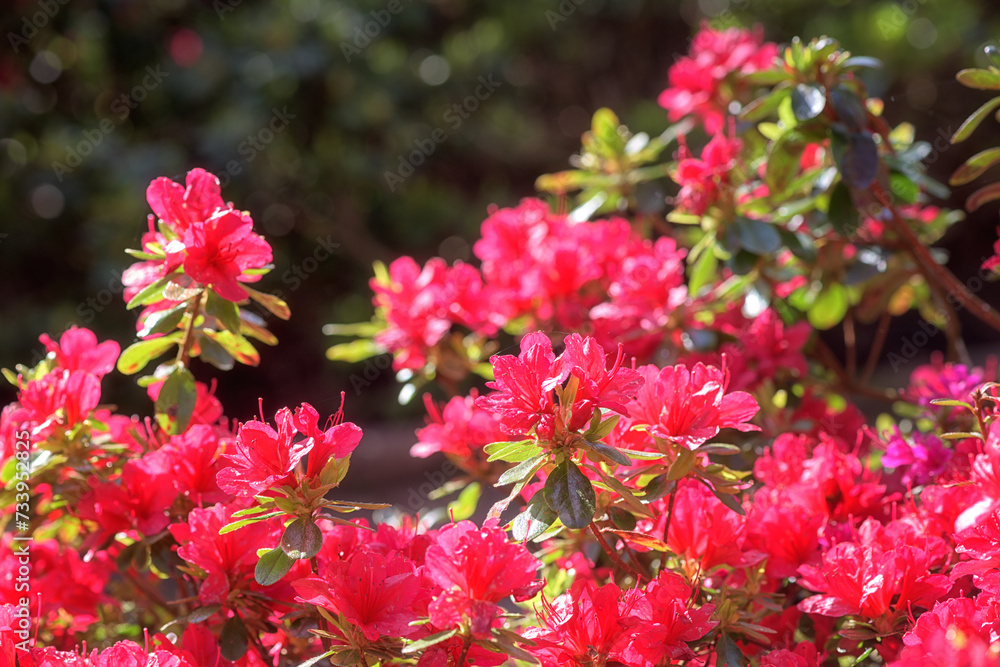 Beautiful pink flowers of blossoming azalea or rhododendron in Keukenhof royal garden in spring, natural floral background, Netherlands Beautiful pink flowers of blossoming azalea or rhododendron in Keukenhof royal garden in spring, natural floral background, Netherlands
