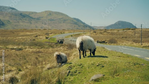 sheep