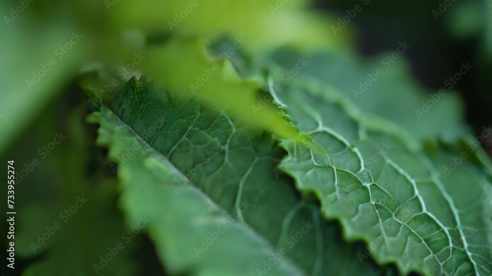 Vibrant hues of a green leaf background texture Vibrant hues of a green leaf background texture