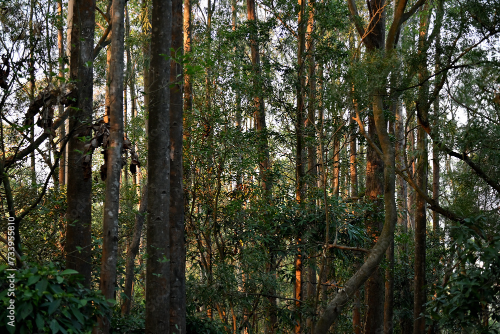 Obraz premium trees in the forest