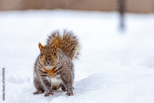Squirrel in the Snow, Angrignon park, Montreal, Quebec, canada