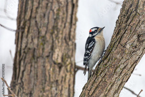 A woodpecker perched on a tree in Angrignon park.