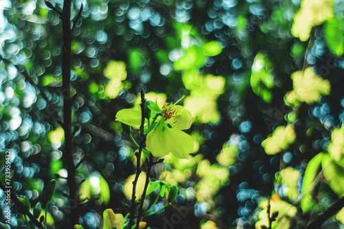 yellow flowers, growing in bunches in the shape of a daisy, so Ochna integerrima is called "Ochna integerrima".