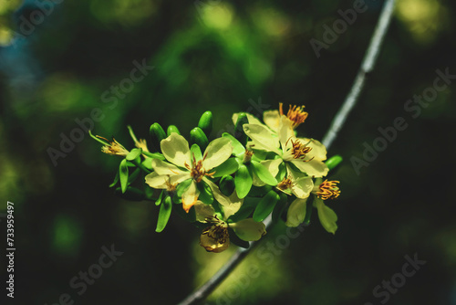 yellow flowers, growing in bunches in the shape of a daisy, so Ochna integerrima is called "Ochna integerrima".