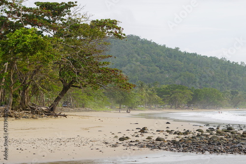 trees on the beach