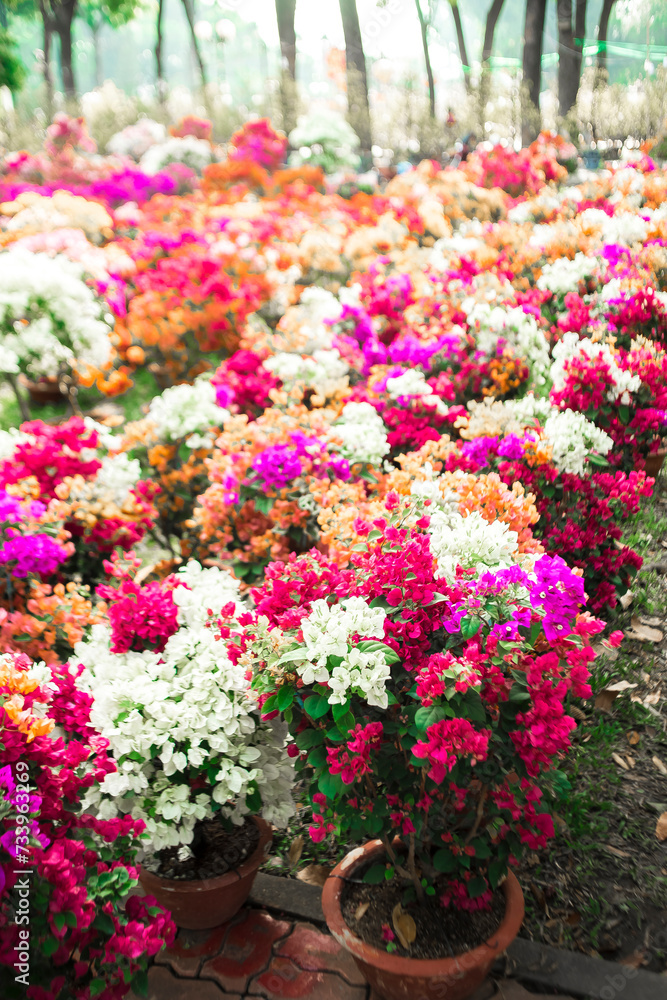 ,Close-up of pink bougainvillea glabra plant,Close-up of pink bougainvillea glabra blossoms,Close-up of Bougainvillae flowers against blue sky ,Close-up of pink bougainvillea glabra plant,Close-up of pink bougainvillea glabra blossoms,Close-up of Bougainvillae flowers against blue sky